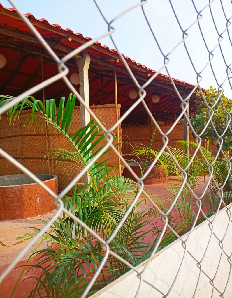 Mud Bath arambol in Goa